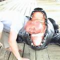 Photo of Steve, 39, man